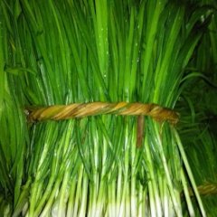 湖北当阳杭韭2号韭菜价格行情平稳