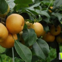 钟祥本人种植大面积沙梨，品种有黄花梨