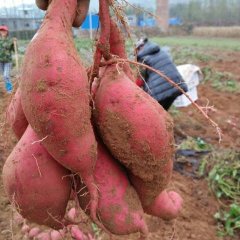 泗水优质窖藏沙地红薯商薯19，868 北京553