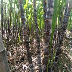 我们翁源的甘蔗大量上市啦