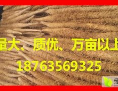 聊城白玉山药已经出土，价格低！！