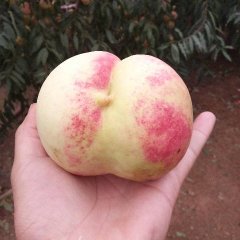 2016泰山蜜桃收购工作全面开展