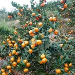广西鹿寨山地有机，生态，富晒南丰蜜桔