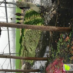 芹菜质量上等杆黄叶绿无空心无黑圈