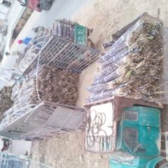 2016博白甘蔗俏销大江南北