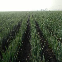 山东滕州大量供应优质铁杆大葱