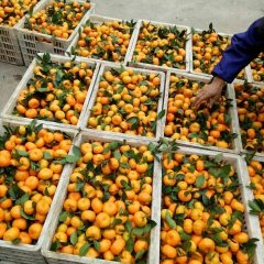 南丰蜜桔已经到了大量上市的季节