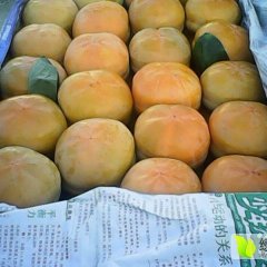 河北遵化冀东磨盘柿子绿色无公害