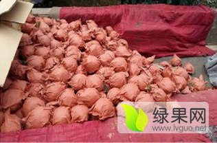 山西万亩雪花梨产地直供