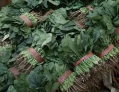 邯郸南大堡农产品蔬菜市场供应菠菜