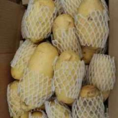 大量供应荷兰十五土豆