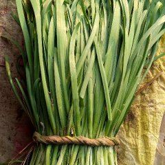 2016惠民大量供应拱棚韭菜