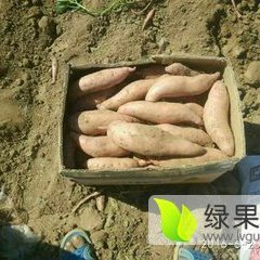 藁城红薯假一赔十,lizh张先生诚信合作