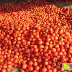 莘县河店镇硬粉西红柿大量上市