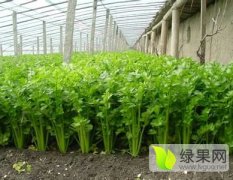 济阳芹菜 温室种植现货为主，芹菜黄亮