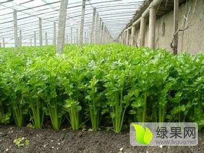 2016年山东济阳皇妃芹菜价格