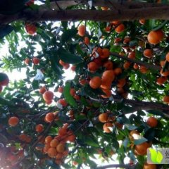 阳朔沙糖桔火爆定购中