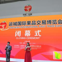 2016临猗苹果今年价格有看点