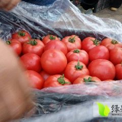 饶阳暖室粉西红柿果形好，硬度好