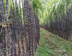 融水甘蔗 专业种植甘蔗几十年