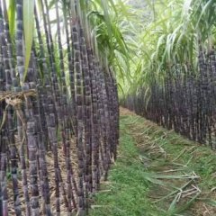 融水甘蔗 专业种植甘蔗几十年