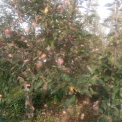 山西临猗红富士大量供应中今年价格