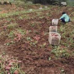 当阳红薯 本人现有当阳红心红署约3万斤出售