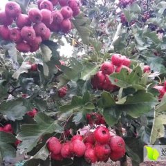 河北清苑正宗山东大金星山楂