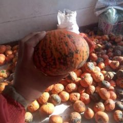 山东禹城金红冠南瓜热销上市中