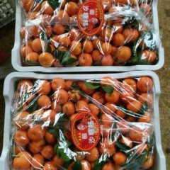 江洲驮卢卢耀明12月砂糖桔沙糖桔