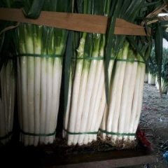 我出铁杆大葱大量上市品质好