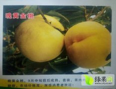 青州晚黄金桃，9月中旬前后成熟