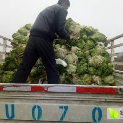 昌邑大白菜开始出货了