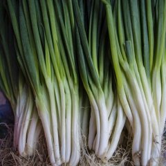 四季香葱，千亩种植基地