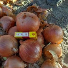 肃州洋葱走货很快，烂货基本走完