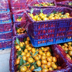 2016兴安柑橘再不来就没机会了！