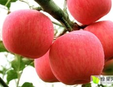 礼泉苹果自家果园，无色素，不打蜡