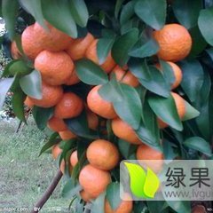 2016苍梧沙糖桔机不可失失不再来！