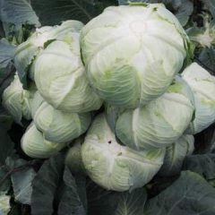 湖南君山大量供应甘蓝 白菜