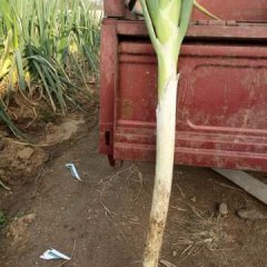 客户朋友您们好 莱城大葱价格适宜