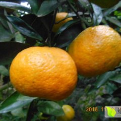 新宁金石徐善建11月雪峰密柑柑橘
