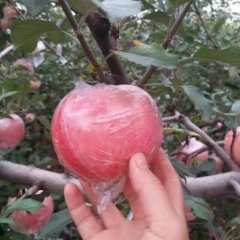 临猗现有膜代纸加膜膜代75以上不封顶