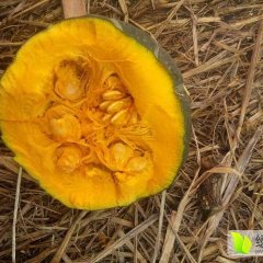 北林南瓜品种有爱碧丝和日本甜栗