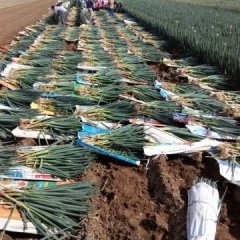 安丘凌河铁杆大葱，大量出货中