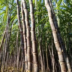 广东翁源黑皮果蔗甘蔗条数均匀 蔗身直