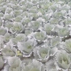 湖北宜城米亚罗甘蓝即将上市，品种齐全