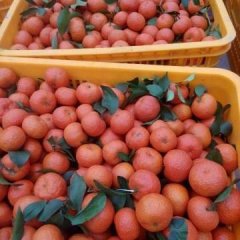 红扑扑的砂糖橘一笑很倾城！