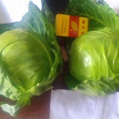 新野甘蓝价格行情平稳,绿欣张先生诚信合作