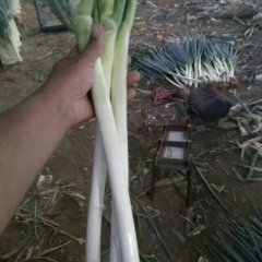 山东平度铁杆大葱，葱白长30-40公分质量好