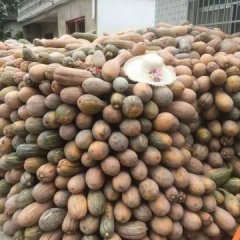 合作社现有千吨密本青南瓜现对外销售